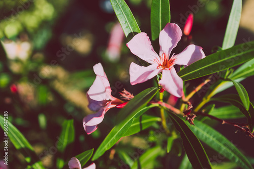 oleander plant with pink flowers shot at shallow depth of field