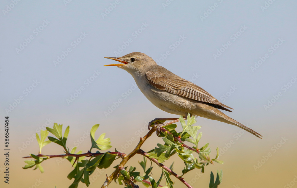 Fototapeta premium Eastern Olivaceous Warbler (Iduna pallida) is one of the best songbirds in the world.
