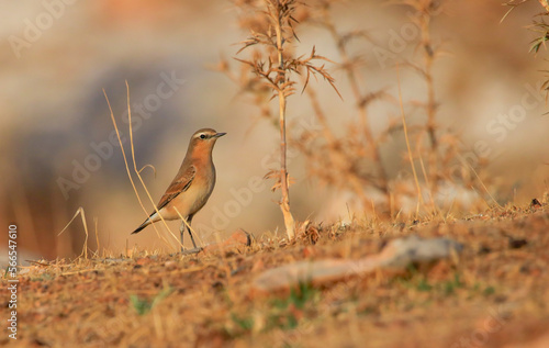 Northern Wheatear (Oenanthe oenanthe) is a common songbird in Asia, Europe, America and Africa. It lives in open and stony areas.