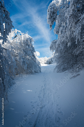Italy, January 2023 - beautiful winter landscape on mount Catria after a heavy snowfall and frost. It expresses well the concept of peace, silence and freedom in nature photo