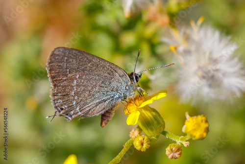 Gerhard's Black Hairstreak (Satyrium abdominalis) is a species of butterfly living in Asia, Europe and North Africa. photo
