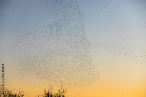 Starlings murmuration in Aiguamolls De L Emporda Nature Park, Spain photo