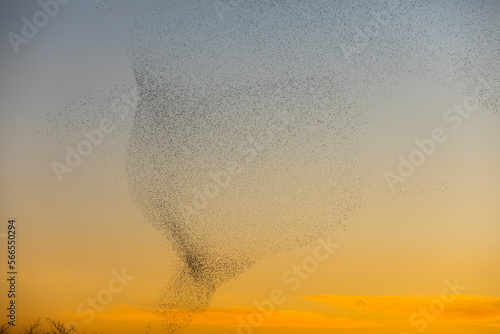 Starlings murmuration in Aiguamolls De L Emporda Nature Park, Spain