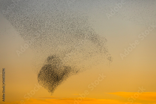 Foto Starlings murmuration in Aiguamolls De L Emporda Nature Park, Spain