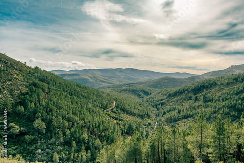 Mountain landscape with rocks and pine forest © TREAURESTOCK