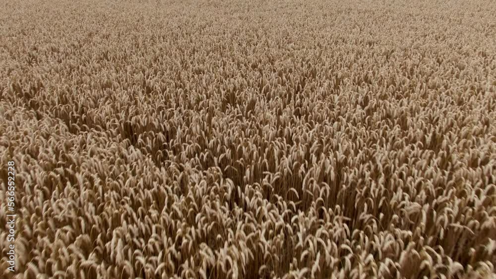Aerial close up of wheat tilt up towards horizon and sky in rural area Aerial close up of wheat tilt up towards horizon and sky in rural area