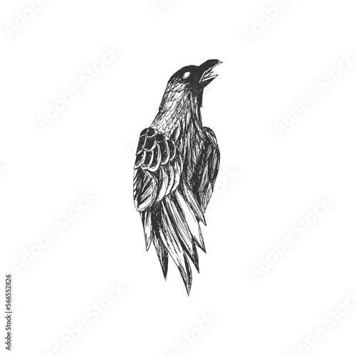 Hand drawn raven logo template, Crow logo isolated on white background