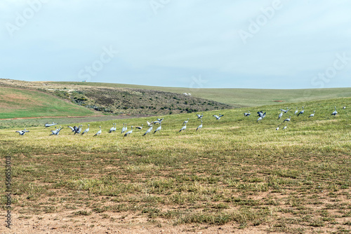 Large flock of Blue Cranes between Struisbaai and Malagas photo