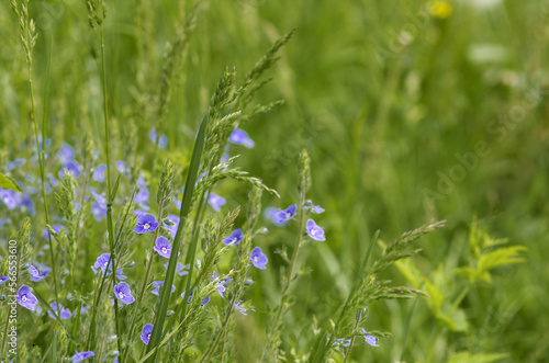 Small blue flowers on a background of green grass in the field. floral background.