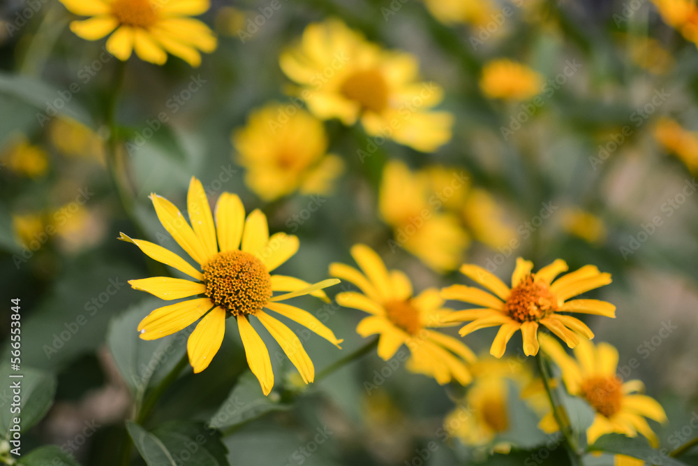 Yellow flowers on a blurred green background. Flower background Yellow flowers on a blurred green background. Flower background