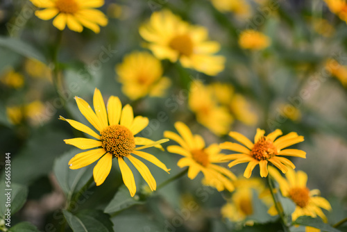 Yellow flowers on a blurred green background. Flower background