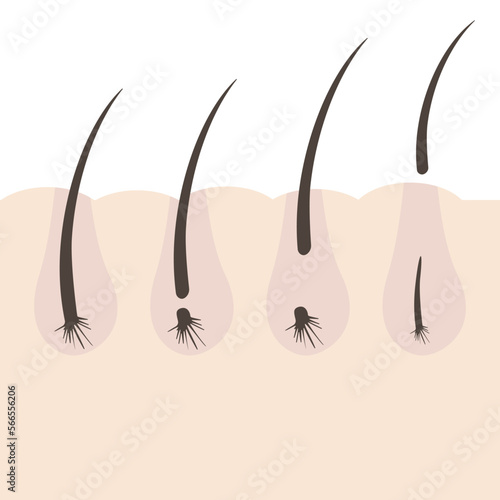 Illustration with type of eyelashes. Phases of growth. Hair growth cycle. Anagen, catagen, telogen, early anagen.