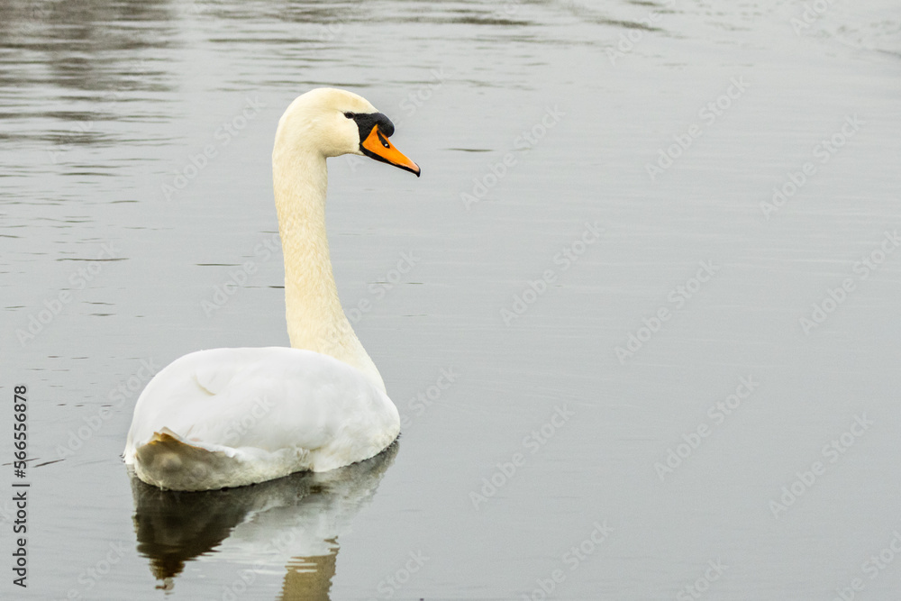 Obraz premium Close up of a floating Mute Swan, Cygnus olor, with water droplets on head and neck with beautiful black nasal tube and orange beak
