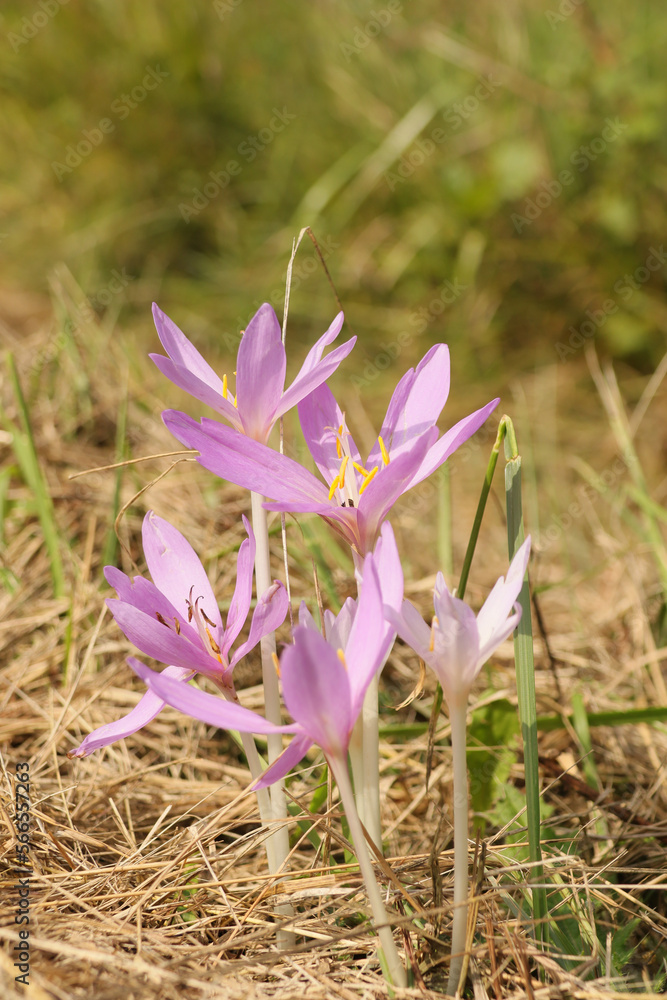 Colchique d'automne (Colchicum autumnale) Colchique d'automne (Colchicum autumnale)