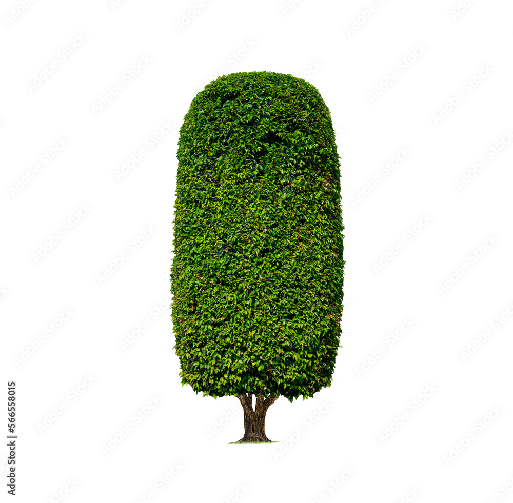 Decorative Topiary Tree in cylinder column shaped on transparent background for gardening design, png file Decorative Topiary Tree in cylinder column shaped on transparent background for gardening design, png file