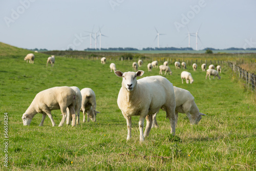 Herd of dike sheep on their meadow on rural background