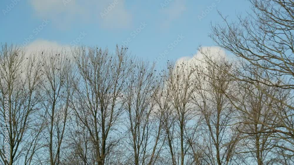 A Flock Of Birds Sits On A Tree In Winter Against A Blue Sky. A Flock Of Birds Sits On A Tree In Winter Against A Blue Sky.
