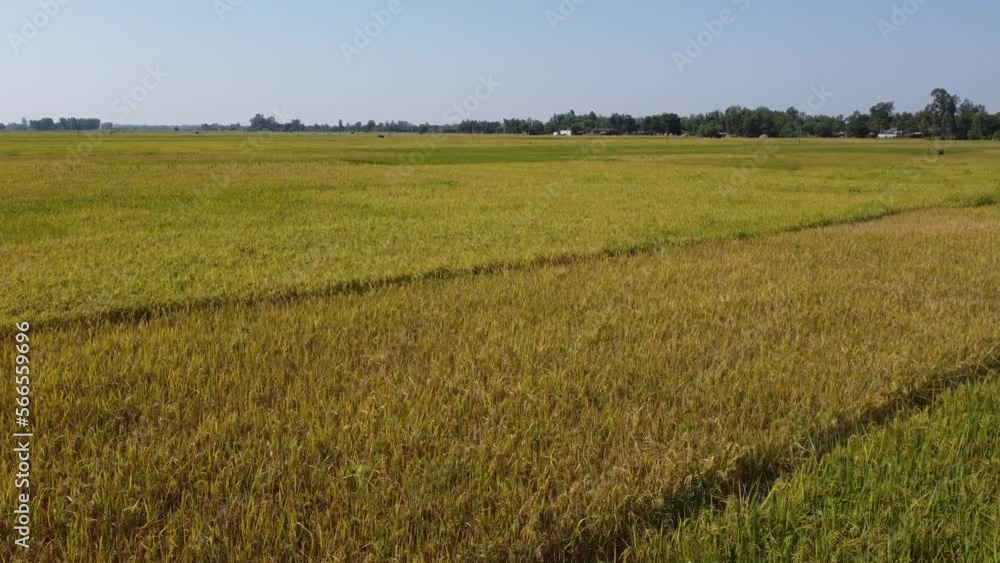 A low level aerial flight over the beautiful rice paddies ready for harvest. A low level aerial flight over the beautiful rice paddies ready for harvest.