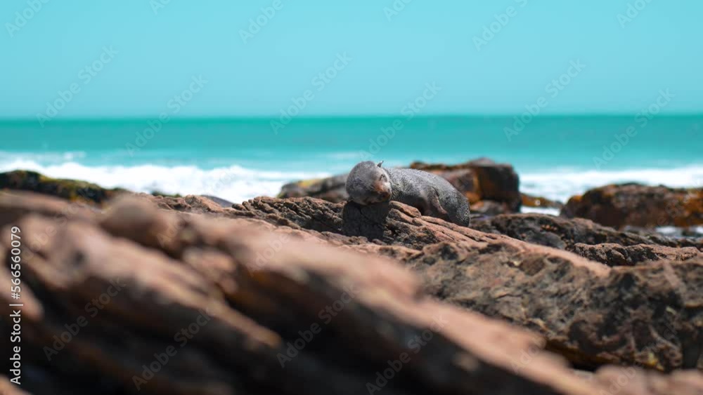Baby seal falling asleep on rock with waves washing over rocks in the background Baby seal falling asleep on rock with waves washing over rocks in the background