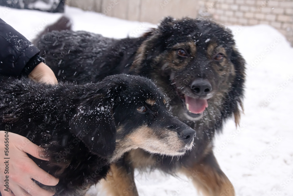 Fototapeta premium Black fluffy dog in the snow closeup