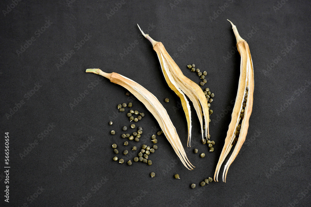 okra seed grains,okra seed,okra seeds closeup in dried okra plant