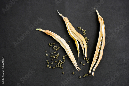 okra seed grains,okra seed,okra seeds close-up in dried okra plant
