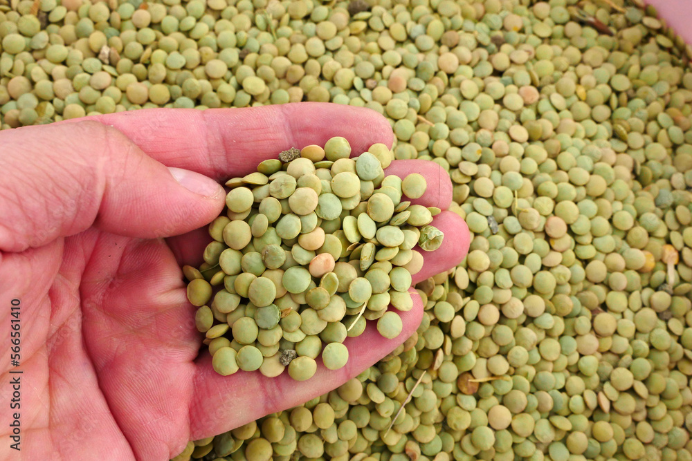 new harvest dry green lentils,close-up lentils,large quantity,