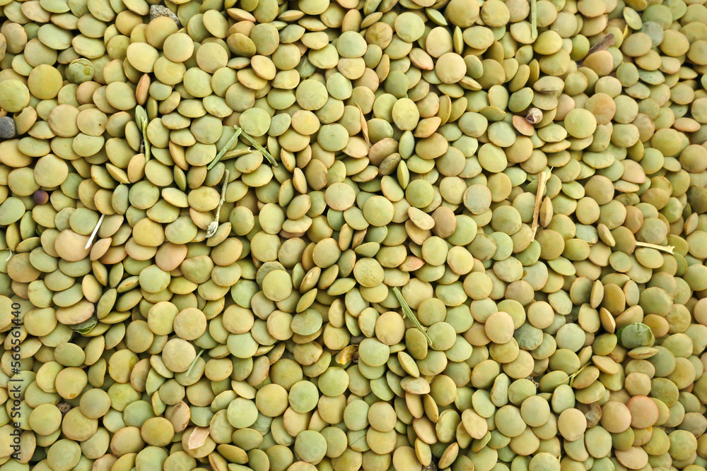 freshly harvested new season production dried green lentils, there are stone and grass residues in it, freshly harvested new season production dried green lentils, there are stone and grass residues in it,