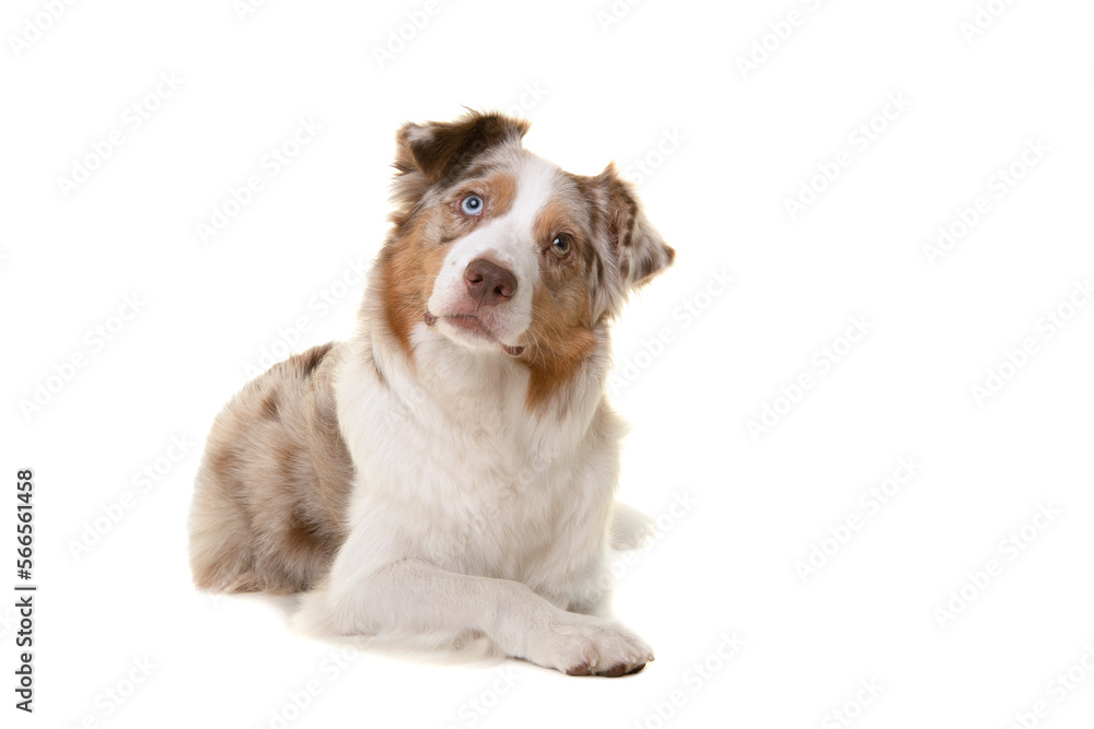 Pretty australian shepherd dog looking up lying down isolated on a white background