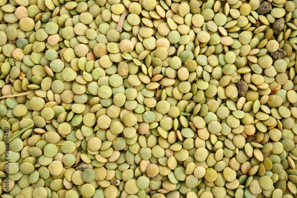 dried green lentils, there are stones and grass residues in it, dried green lentils, there are stones and grass residues in it,