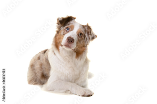 Pretty australian shepherd dog looking up lying down isolated on a white background