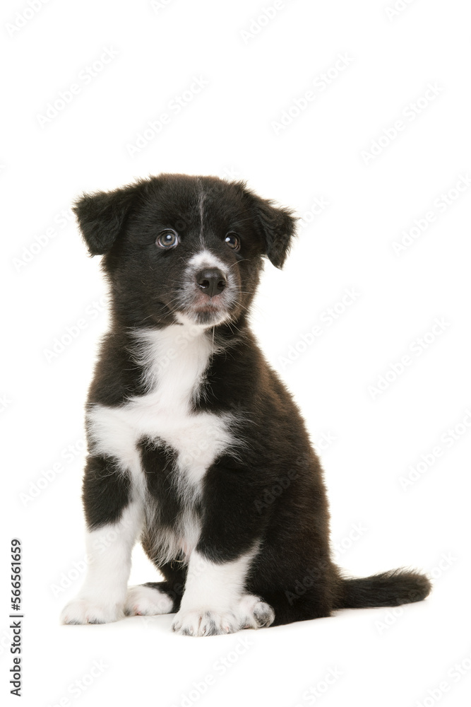 Cute black and white australian shepherd puppy sitting and looking at the camera isolated on a white background Cute black and white australian shepherd puppy sitting and looking at the camera isolated on a white background
