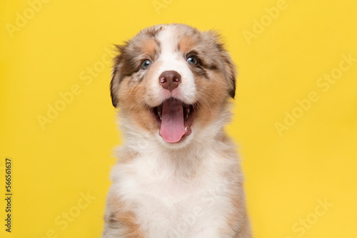 Portrait of cute happy australian shepherd puppy looking at the camera with mouth open on a yellow background