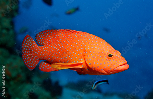 Coral grouper, Cephalopholis miniata, Maldives Island, Indian Ocean, Ari Atol photo