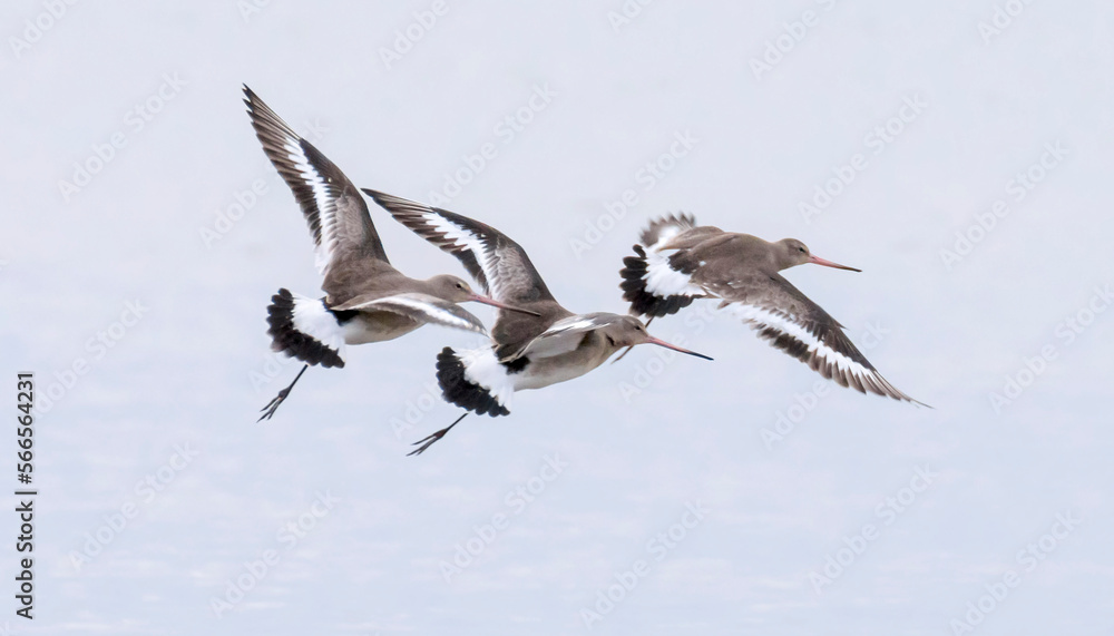 Black Tailed Godwits in flight Black Tailed Godwits in flight