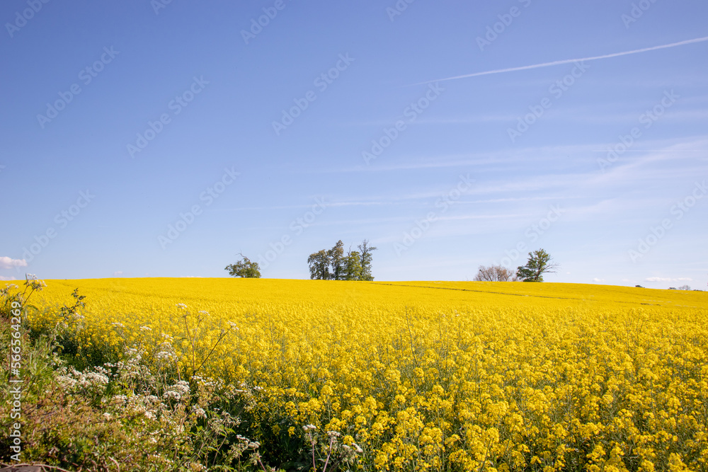Yellow canola flowers in the summertime fields.