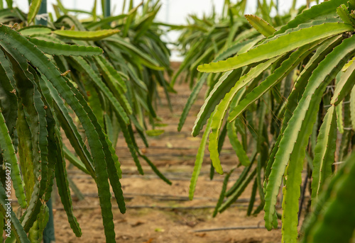 Wallpaper Mural close-up view of dragon fruit in the garden Torontodigital.ca