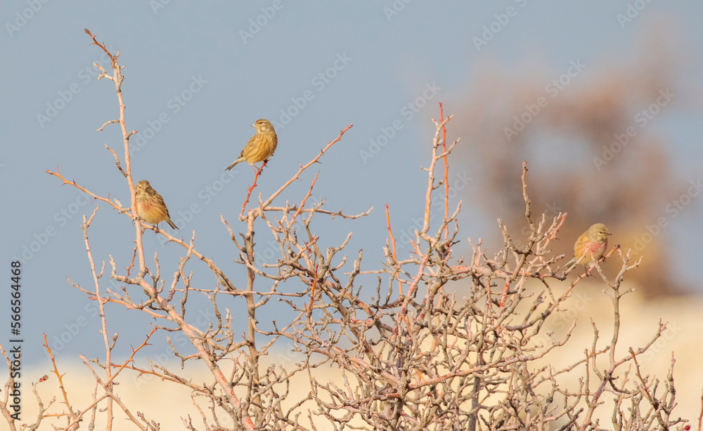 Common Linnet (Linaria cannabina) is one of the most beautiful songbirds in the world. Common Linnet (Linaria cannabina) is one of the most beautiful songbirds in the world.