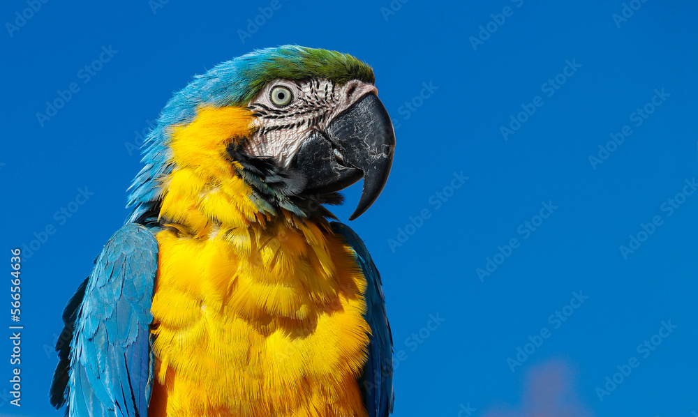 Blue-throated macaw (Ara glaucogularis) is a parrot species living in South America. They live about 50 years. Blue-throated macaw (Ara glaucogularis) is a parrot species living in South America. They live about 50 years.