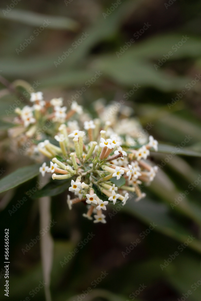 Buddleja albiflora white flower light macro. Flowers on the dark green background macro Buddleja albiflora white flower light macro. Flowers on the dark green background macro