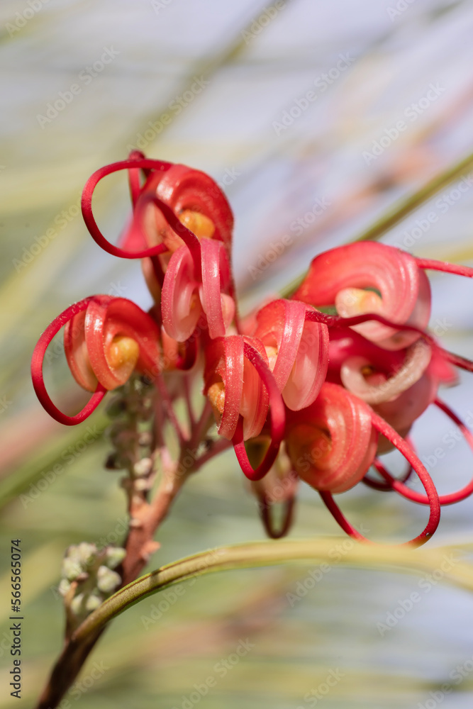Grevillea rosmarinifolia or Rosemary grevillea, rounded shrubs. A
