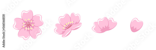 A set of cherry blossom blooming illustrations