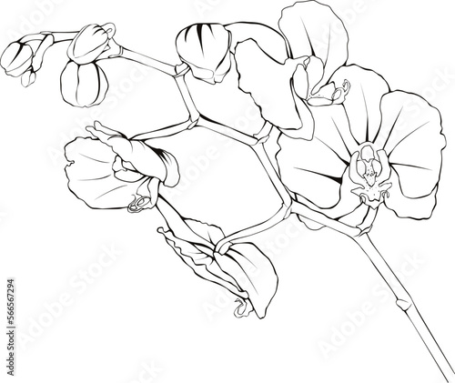 Linear drawing blooming twig of Phalaenopsis orchid flowers