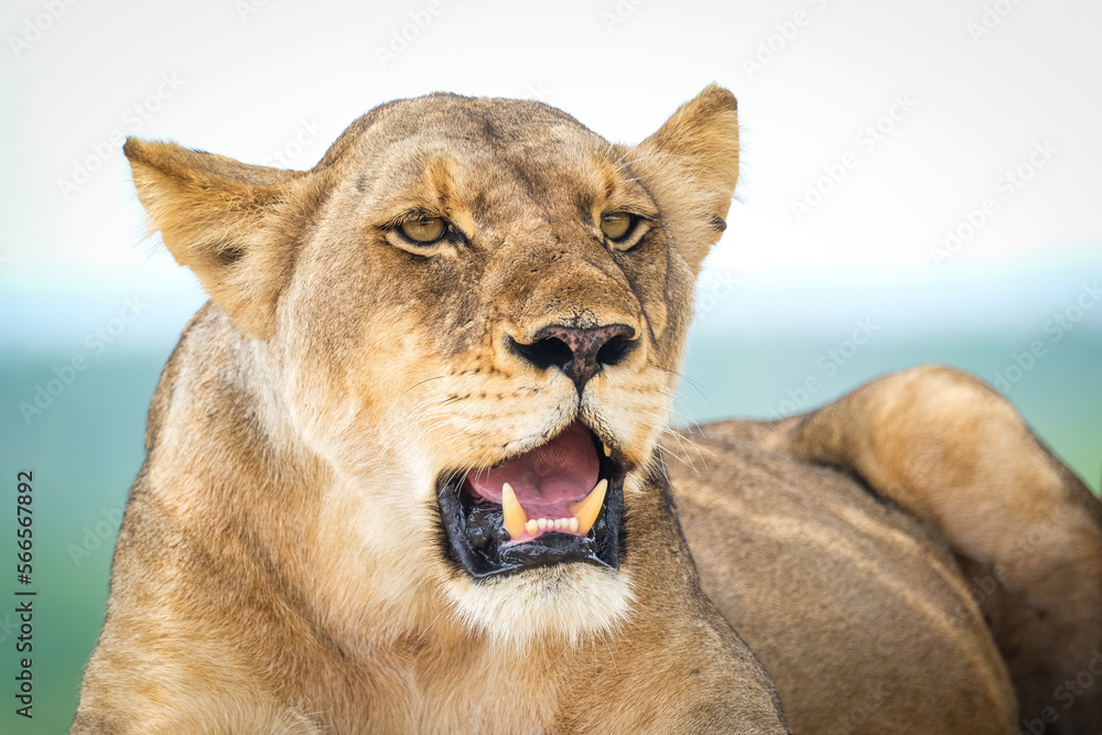 Obraz premium Lioness close-up