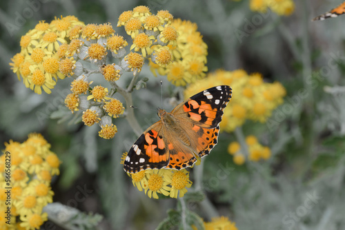 Vanessa Cardui butterflies drink nectar on flowers © Viktor Boiko
