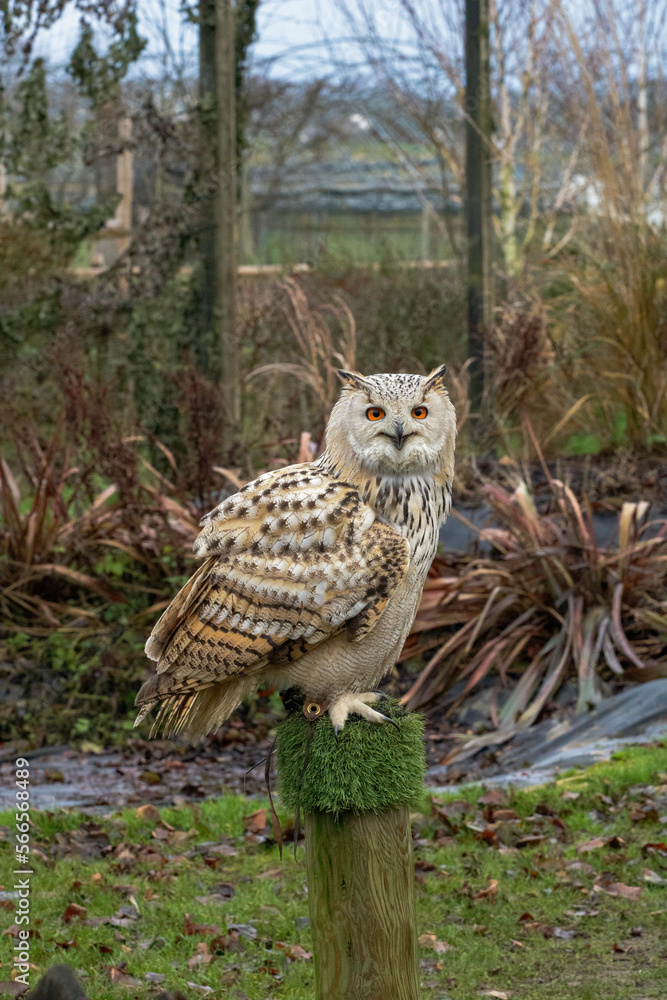Obraz premium Eurasian Eagle Owl during a flight demonstration