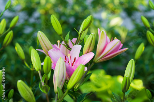 Blooming pink flowers close up in the garden