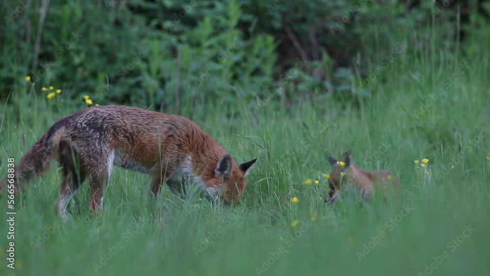 Fox Cub and Adult Eating in a Field with Yellow Flowers in Twilight Fox Cub and Adult Eating in a Field with Yellow Flowers in Twilight