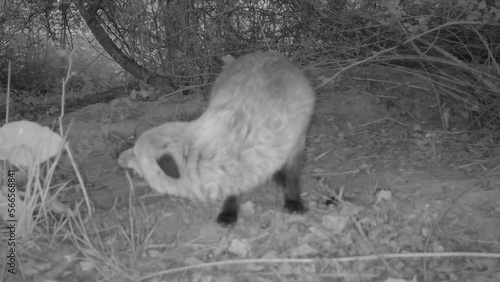 Fox Eats then is Chased off by a Badger at Twilight in England