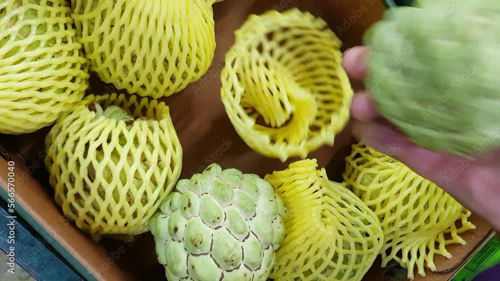 Woman of African ethnicity choosing a custard apple from a market stall. Real time Woman of African ethnicity choosing a custard apple from a market stall. Real time